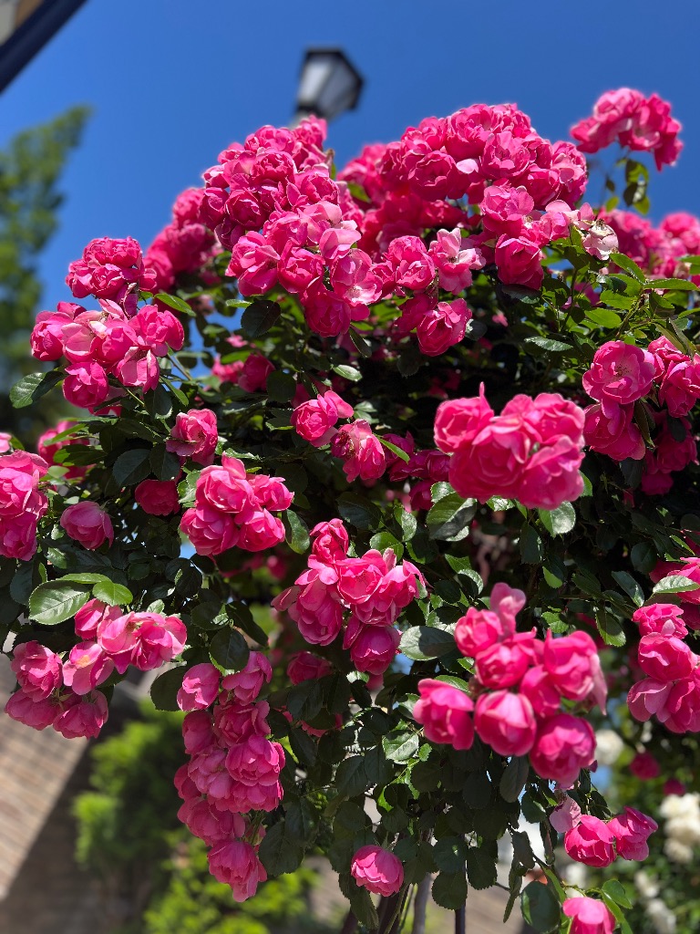 なんでなんで？期到来🤔